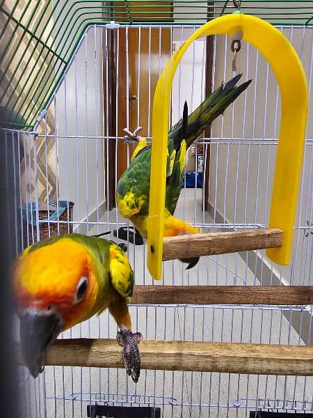 SUN CONURE PAIR WITH DNA 12