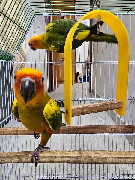 SUN CONURE PAIR WITH DNA 13