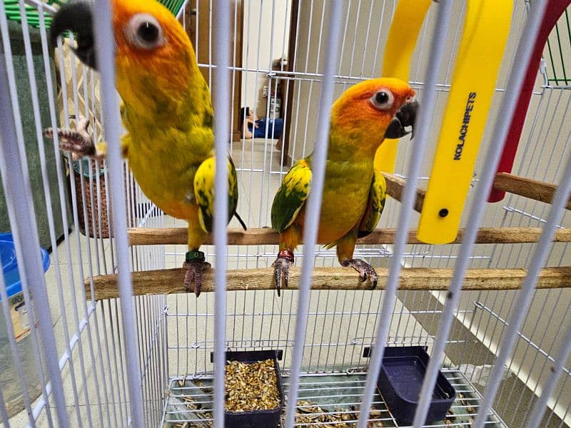 SUN CONURE PAIR WITH DNA 14