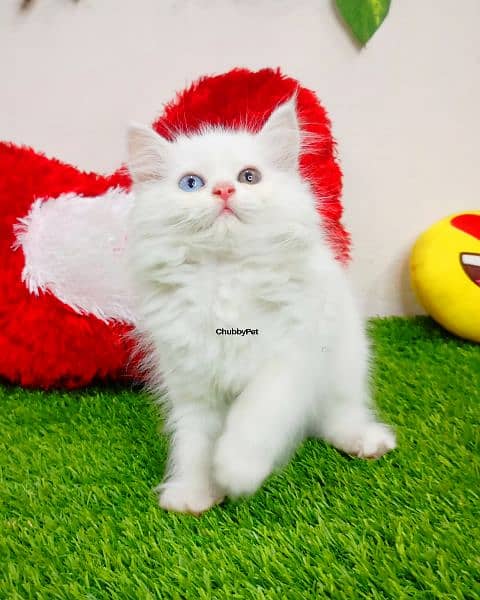 odd eyes White persian kitten triple long coat|punch face| Persian cat 0