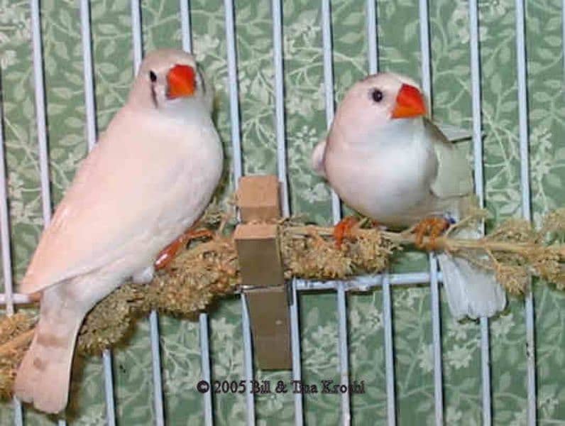 finches cage for sale 2