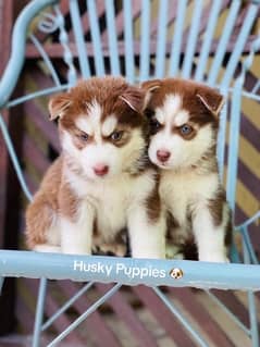 Siberian Husky Puppies/Male/Female/Dogs/Blue eyes 0