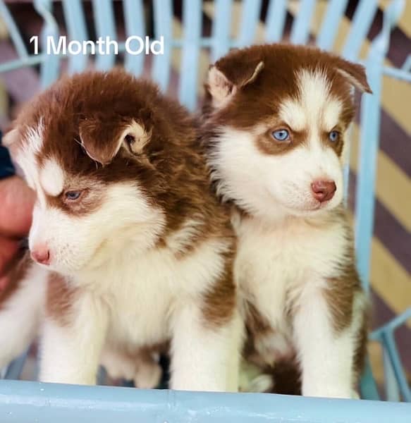 Siberian Husky Puppies/Male/Female/Dogs/Blue eyes 2