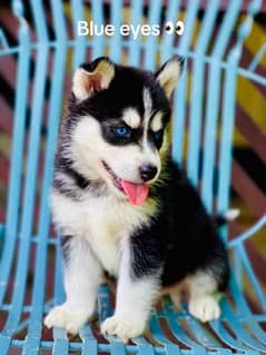 Siberian Husky Puppies/ Male/Dogs/Top Quality/Blue eyes/Woolly coated