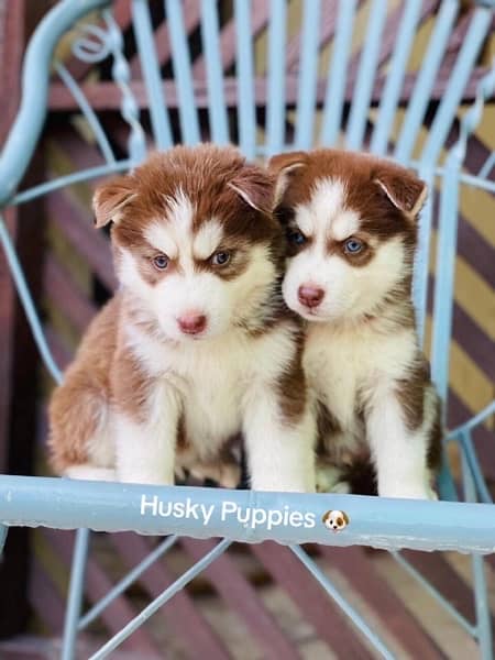 Siberian Husky Puppies/ Male/Dogs/Top Quality/Blue eyes/Woolly coated 1