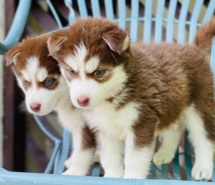Siberian Husky Puppies/ Male/Dogs/Top Quality/Blue eyes/Woolly coated 3