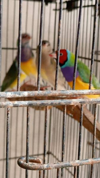 Gouldian, Owl, Shaftail, Star finches 3