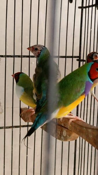 Gouldian, Owl, Shaftail, Star finches 4