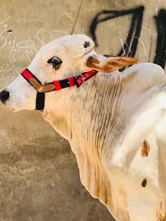 cholistani bachra  /bachra for sale / cow for sale