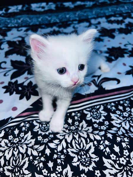 Persian kitten triple code 3