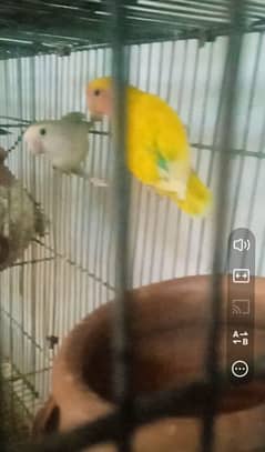 Rozi Colin 1 Pair 2 female Urgently sale