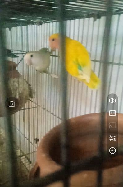 Rozi Colin 1 Pair 2 female Urgently sale 1