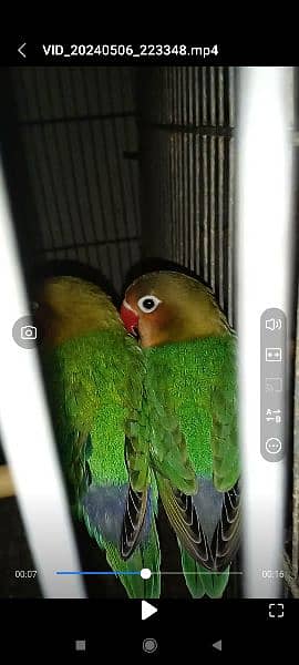 Rozi Colin 1 Pair 2 female Urgently sale 15