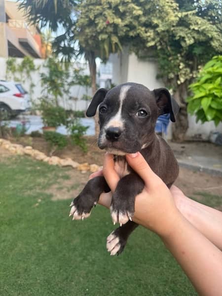 Pitbull Puppies Available Now 1