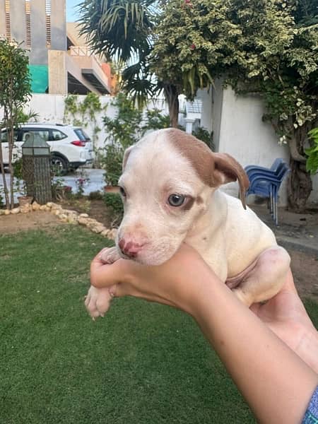 Pitbull Puppies Available Now 5