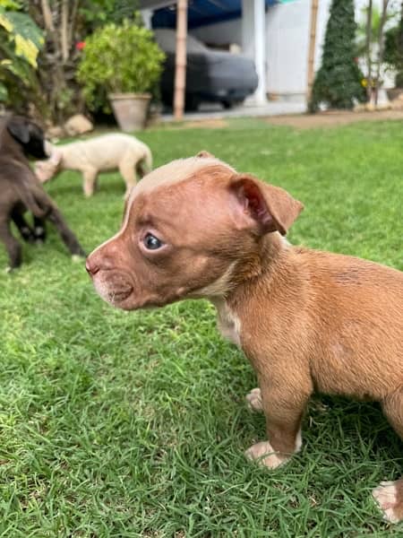 Pitbull Puppies Available Now 6