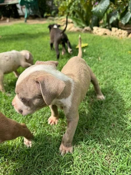 Pitbull Puppies Available Now 7