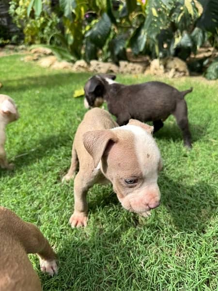 Pitbull Puppies Available Now 8