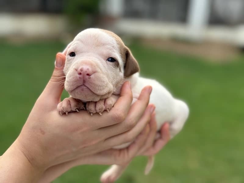 Pitbull Puppies Available Now 9