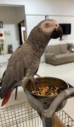 Grey Parrot with speaking skills