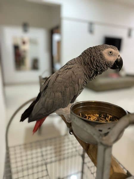 Grey Parrot with speaking skills 1