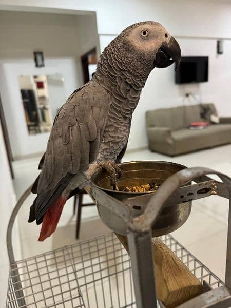 Grey Parrot with speaking skills 2