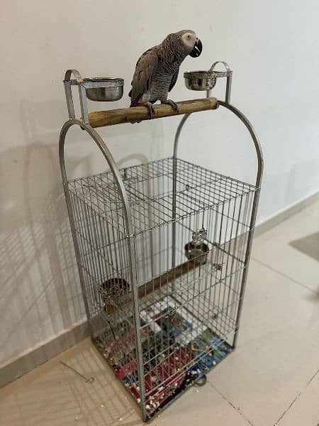 Grey Parrot with speaking skills 3