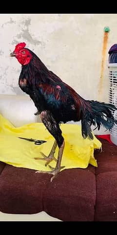 burmi patha quality bird