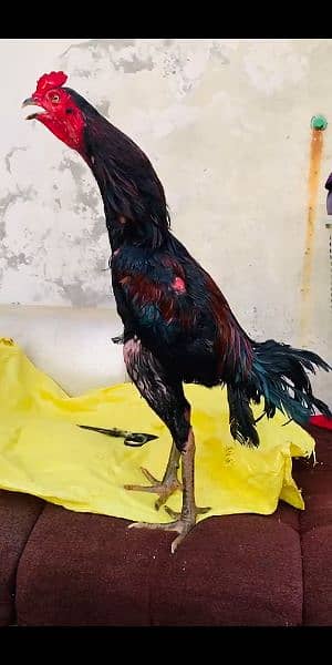 burmi patha quality bird 2