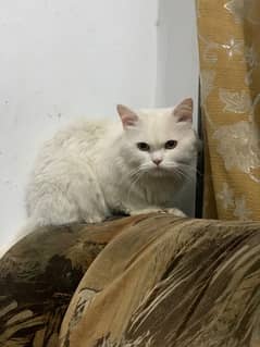 White persion cat full tarined longcoat, yellow eyes Cat 0