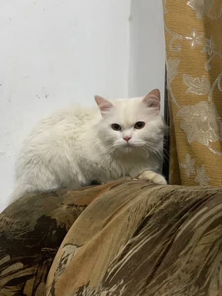 White persion cat full tarined longcoat, yellow eyes Cat 1