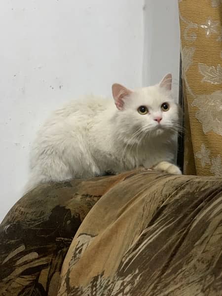 White persion cat full tarined longcoat, yellow eyes Cat 2