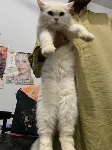 White persion cat full tarined longcoat, yellow eyes Cat 3