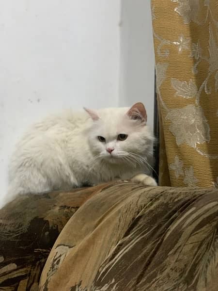 White persion cat full tarined longcoat, yellow eyes Cat 6