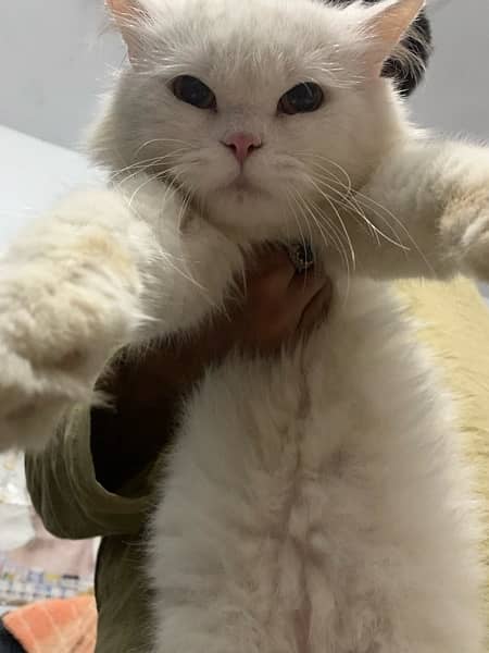 White persion cat full tarined longcoat, yellow eyes Cat 7