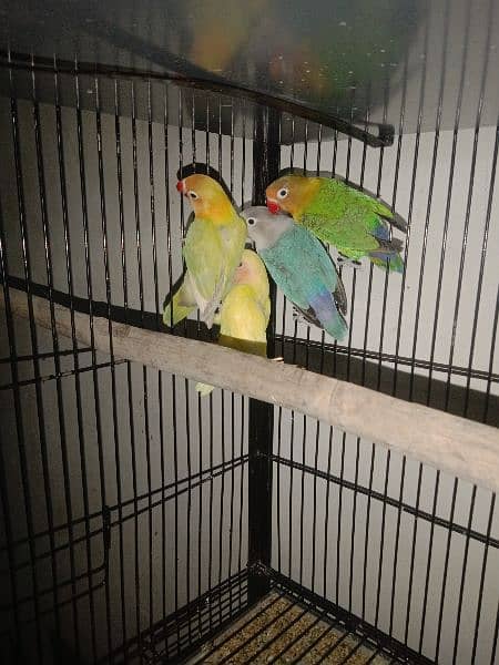 love bird pathiya patha 1