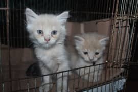 Kittens available