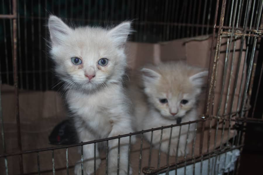 Kittens available 0