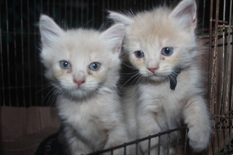 Kittens available 1