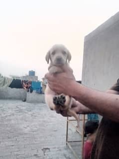 lab pups available male female both
