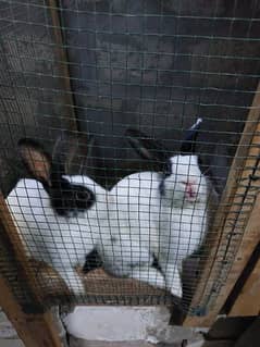 Cages/ Pinjra for rabbits and birds