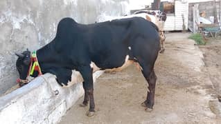heavy and healthy 2 bulls 2 dant bulls wattsapp number 03480866013