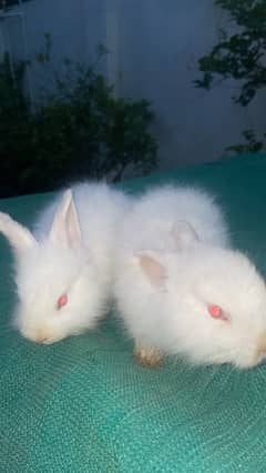 Rabbit pair