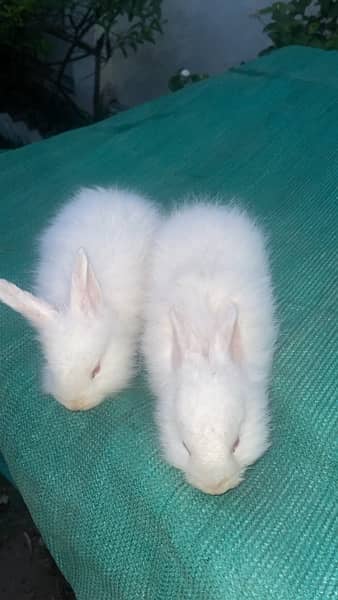 Rabbit pair 1