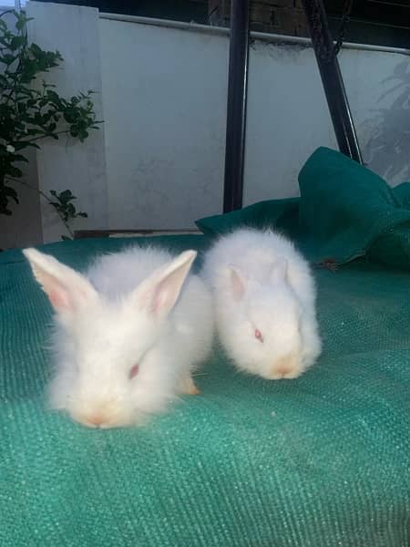 Rabbit pair 2