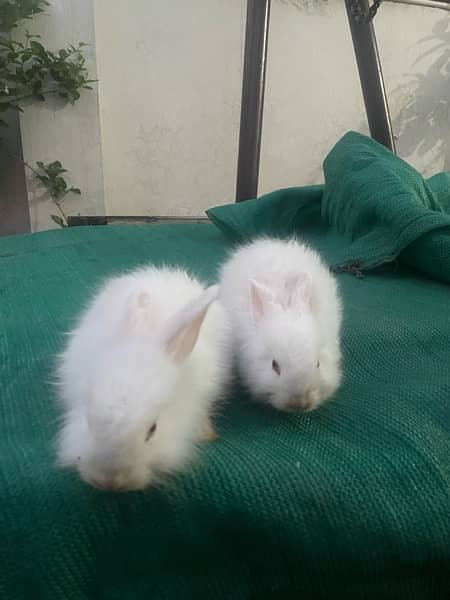 Rabbit pair 3