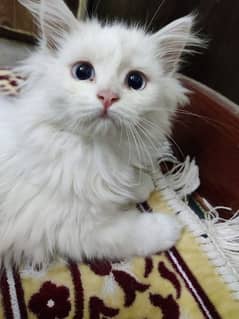 Pure White kitten with blue eyes