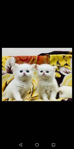 03097565977 WhatsApp me Persian kittens