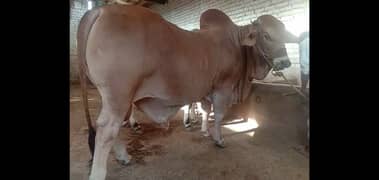 saluger bull for sell 0
