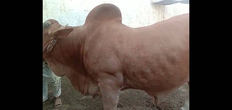 saluger bull for sell 4